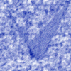 blue11.gif